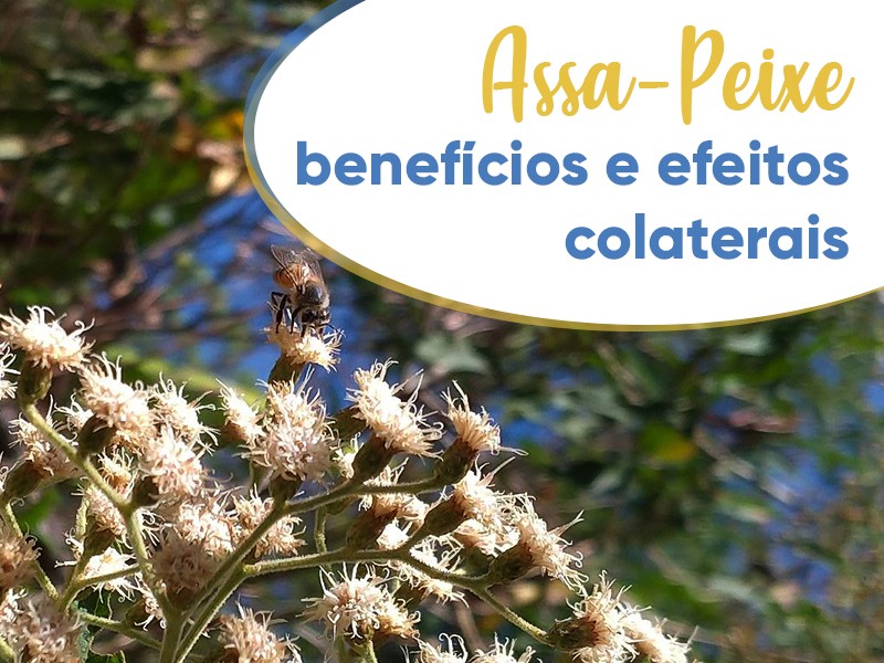 Assa-Peixe: benefcios e efeitos colaterais